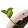 Personalised Corporate Branded Message Seeds, thumbnail 1 of 12