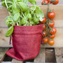 Grow Your Own Organic Tomato Sauce Gift Set, thumbnail 7 of 11