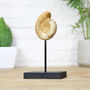 Limestone Ammonite Bespoke Solid Oak Stand Real Authentic Dinosaur Fossil Natural History Interior Design Home Decor Display Gift Ornament, thumbnail 1 of 3