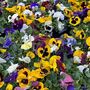 Pansy Mix 'Multi Colours' 20 X Plant Pack, thumbnail 4 of 5