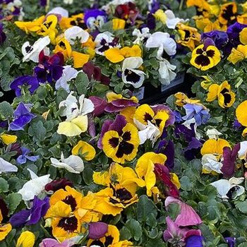 Pansy Mix 'Multi Colours' 20 X Plant Pack, 4 of 5