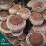 Shiitake Mushroom Plug Spawn. Buy Mushroom Dowels, thumbnail 1 of 7