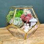 Gold Geometric Terrarium Kit With Succulent Plant Lover Gift, thumbnail 11 of 12