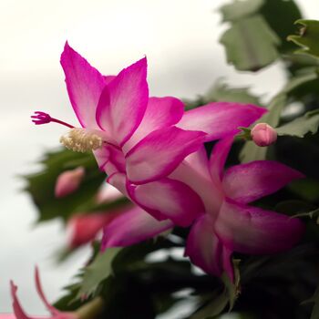 Christmas Cactus Pink Exotic Dancer Two X 13cm Pots, 5 of 8