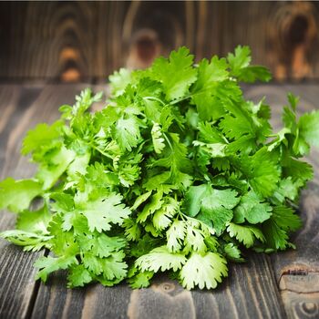Herb Plants Coriander Nine X Plug Plant Pack, 2 of 5