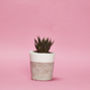 Concrete Pot Small With Cactus/ Succulent In White, thumbnail 1 of 5
