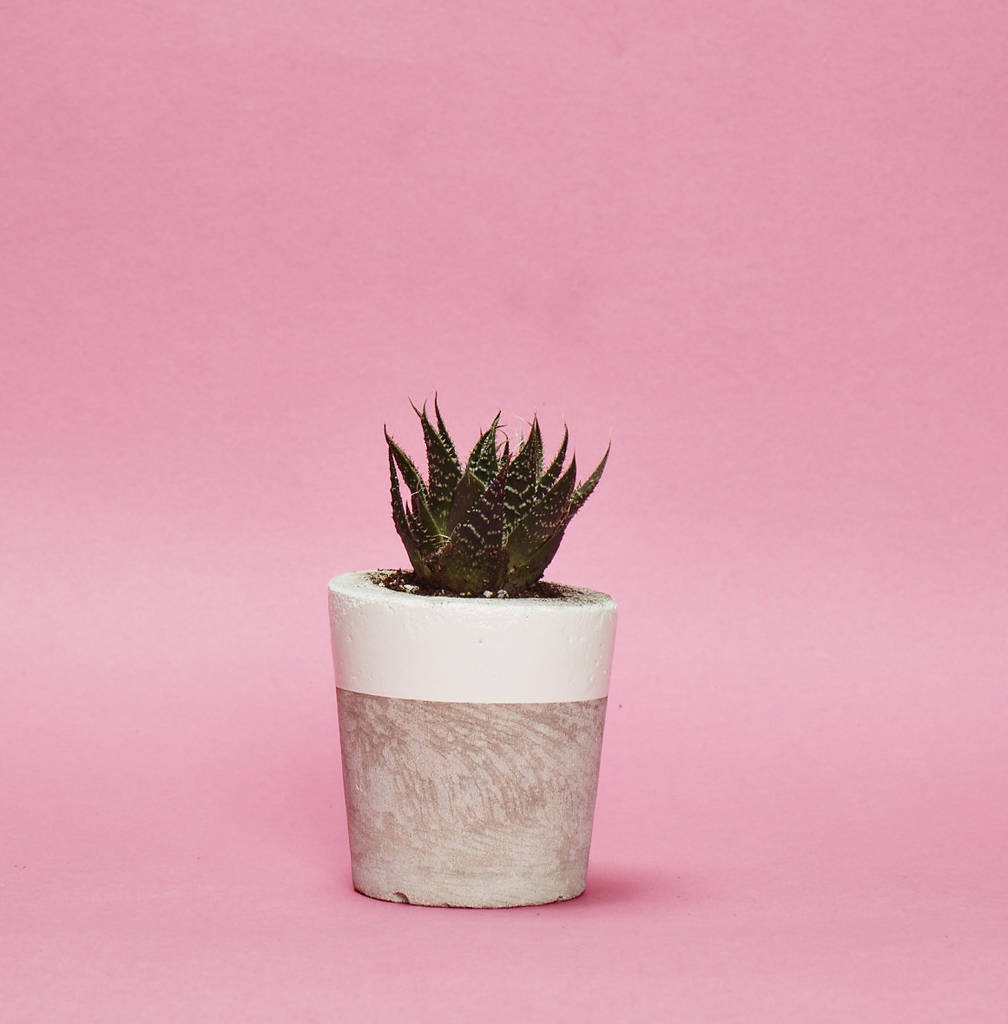 Concrete Pot Small With Cactus/ Succulent In White, 1 of 5