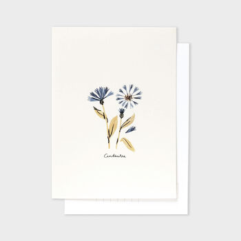 Blue Flower Botanical Postcard Centaurea, 4 of 4