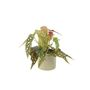 Polka Dot Begonia – Begonia Maculata 12cm Pot, thumbnail 3 of 9