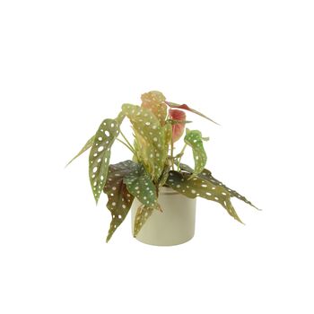 Polka Dot Begonia – Begonia Maculata 12cm Pot, 3 of 9