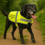 Personalised Reflective Dog Safety Coat With Your Own Message, thumbnail 1 of 9