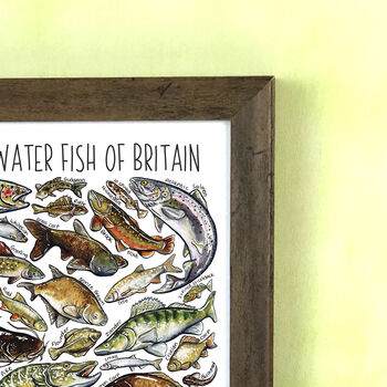 Freshwater Fish Of Britain Wildlife Print, 7 of 7