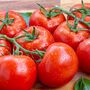 Tomato Plants 'Gardener's Delight' Six Plug Plant Pack, thumbnail 1 of 7
