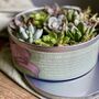 Succulents In A Biscuit Tin, thumbnail 8 of 12