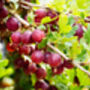 Gooseberry Plants, 'Hinnonmaki Red', thumbnail 5 of 8