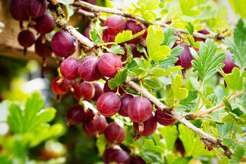 Gooseberry Plants, 'Hinnonmaki Red', 5 of 8