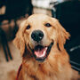 Funny Golden Retriever Silhouette Dog Card, thumbnail 3 of 6