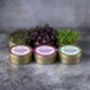Organic Microgreen Tin Set Growing Kit | Intensity, thumbnail 2 of 2