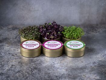 Organic Microgreen Tin Set Growing Kit | Intensity, 2 of 2