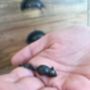 Cheeky Mouse Necklace, thumbnail 3 of 4