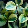Houseplant Peperomia 'Obtusifolia' Full Plant 13cm Pot, thumbnail 3 of 5