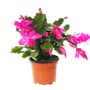 Christmas Cactus Pink Exotic Dancer Two X 13cm Pots, thumbnail 1 of 8