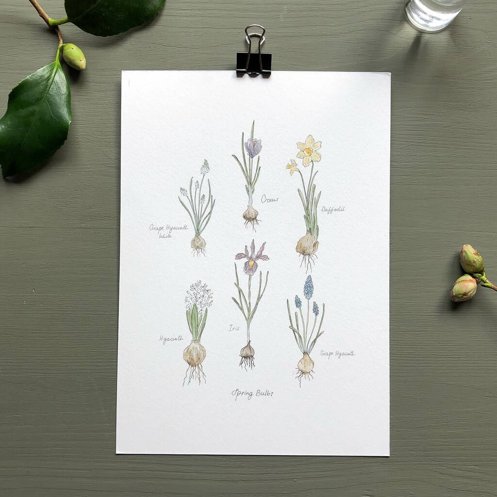 ‘Spring Bulbs Chart’ Botanical Giclée Art Print, 1 of 3