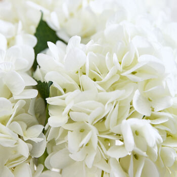 White Hydrangeas In Glass Vase, 3 of 3