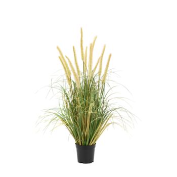 Potted Grass With Cattail Seed Heads, 3 of 5