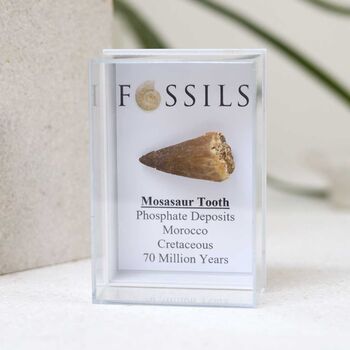 Mosasaur Tooth Fossil, 3 of 10