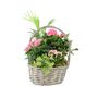 Mother’s Day Large Planted Rose Gift Basket – Free Standard Gift Wrap, thumbnail 2 of 2
