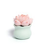 Tranquil Crochet Succulent Plants, thumbnail 9 of 12