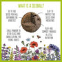 Love Bees Wildflower Seedball Garden Gift Set, thumbnail 5 of 10