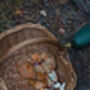 Short Guided Foraging Walk For Two In The South Downs, thumbnail 3 of 12