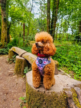 Secret Garden Floral Dog Harness, 3 of 7