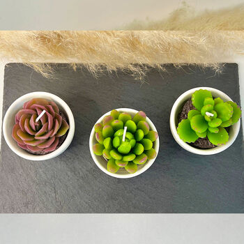 Succulent Candles In White Ceramic Pots, 4 of 10