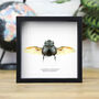 Molossus Dung Beetle Insect Bug Entomology Taxidermy Box Frame, thumbnail 1 of 3