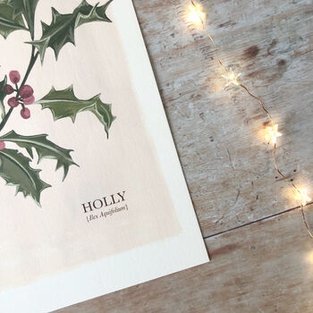 Holly Botanical Print, 4 of 5