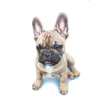 Custom Pet Portrait Drawing Or Gift Voucher, 3 of 12