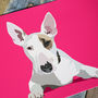 English Bull Terrier Illustrated Dog Print, thumbnail 3 of 4