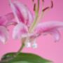 Sterling Silver Lilly Of The Valley Earrings, thumbnail 7 of 12