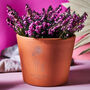 Birth Flower Personalised Terracotta Plant Pot, thumbnail 1 of 2