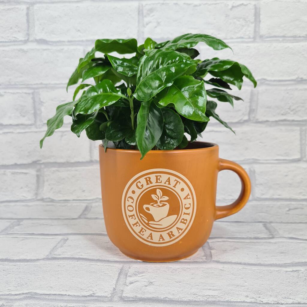 Giant Coffee Mug Planter Optional Coffee Plant Gift By Stupid Egg Houseplants
