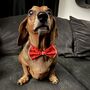 Valentines Red Sparkle Pet Bow Tie, thumbnail 1 of 7