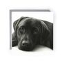 Labrador Paws Hand Drawn Greeting Card, thumbnail 1 of 5