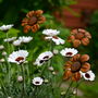 Rusty Metal Daisy, thumbnail 1 of 5