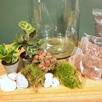Large Diy Terrarium Kit With Three Plants Plant Gift, 10 of 10
