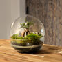 Diy Large Terrarium Kit With Ficus Bonsai | 'Osaka', thumbnail 12 of 12