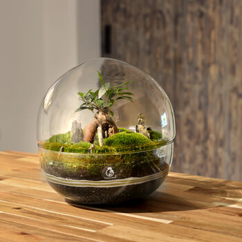 Diy Large Terrarium Kit With Ficus Bonsai | 'Osaka', 12 of 12