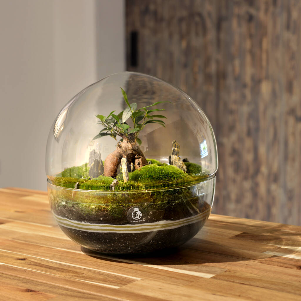 Diy Large Terrarium Kit With Ficus Bonsai, 'Osaka' By Tropical Glass